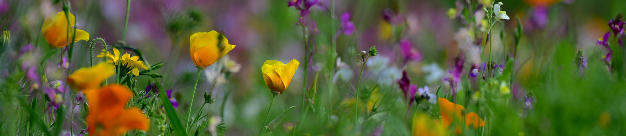 Header_Fruehling