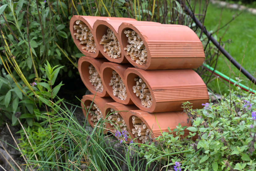 Wildbienenprojekt